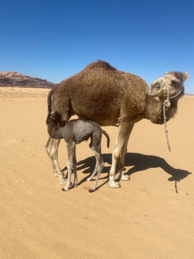 Wadi Rum Albasli Екстериор снимка