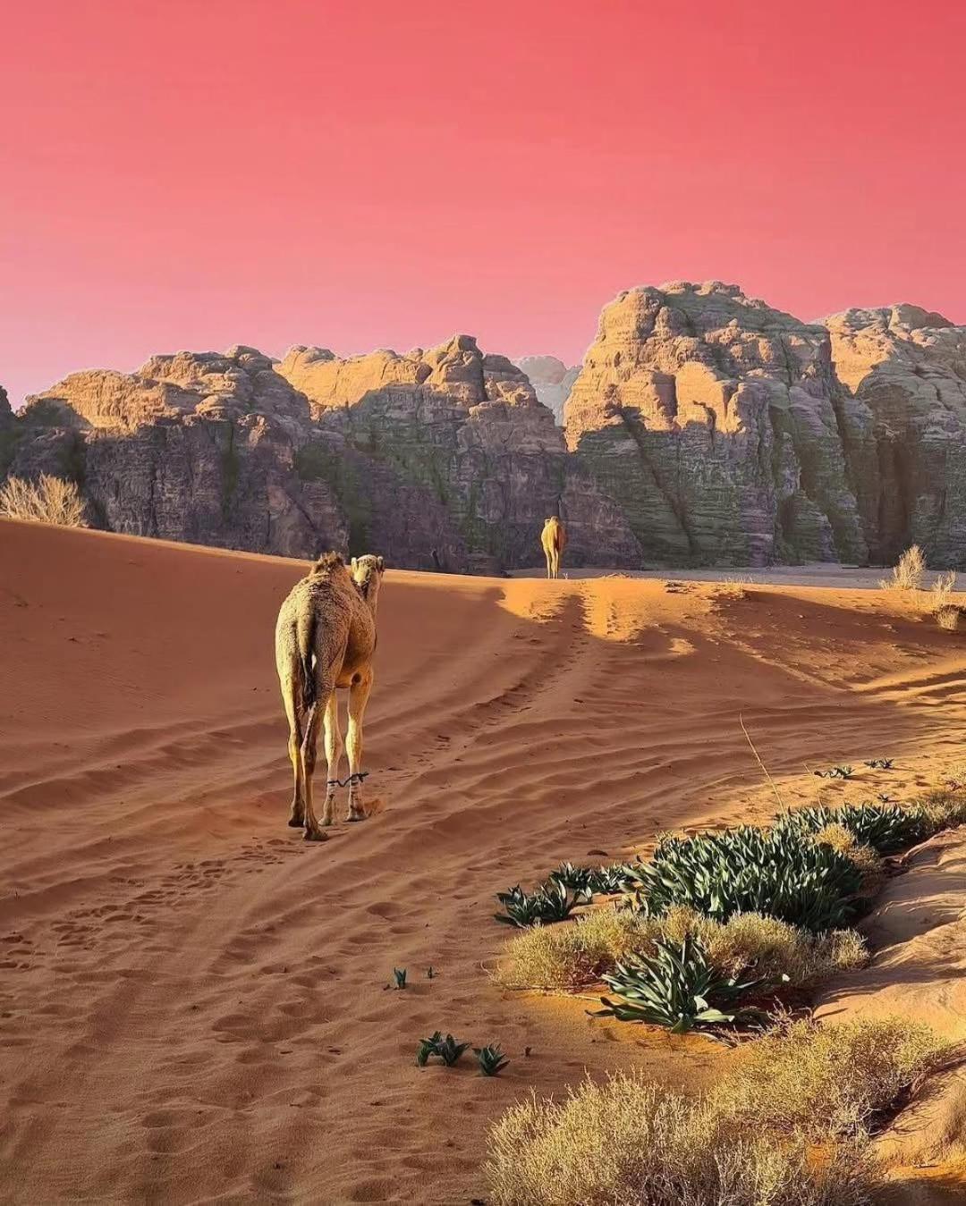 Wadi Rum Albasli Екстериор снимка